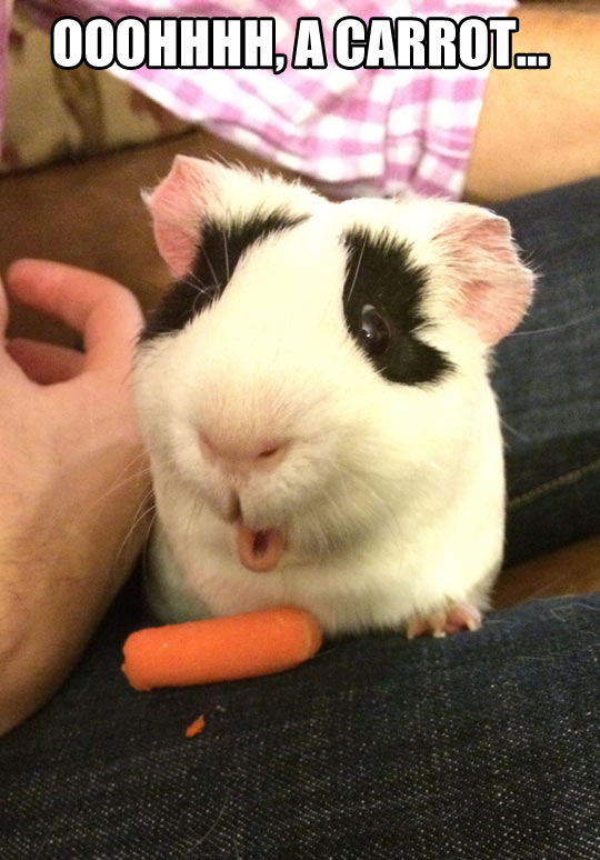 funny-guinea-pig-carrot-amazed