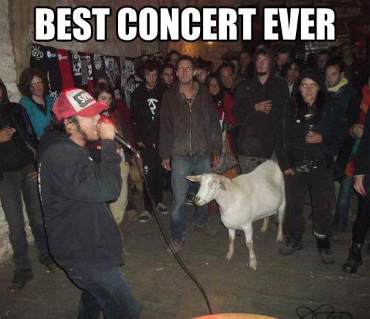 You goat to be kidding me…