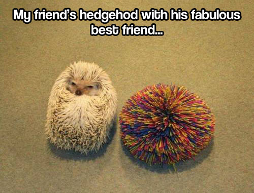 funny-hedgehog-friend-toy-cute