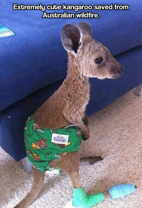funny-kangaroo-cute-baby-recover