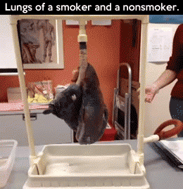 funny-lungs-smoker-nonsmoker-experiment
