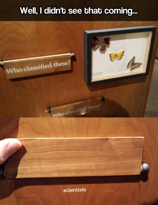 funny-museum-butterfly-scientists-classified-exposure