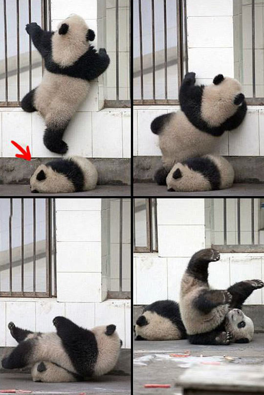 funny-panda-sleeping-falling