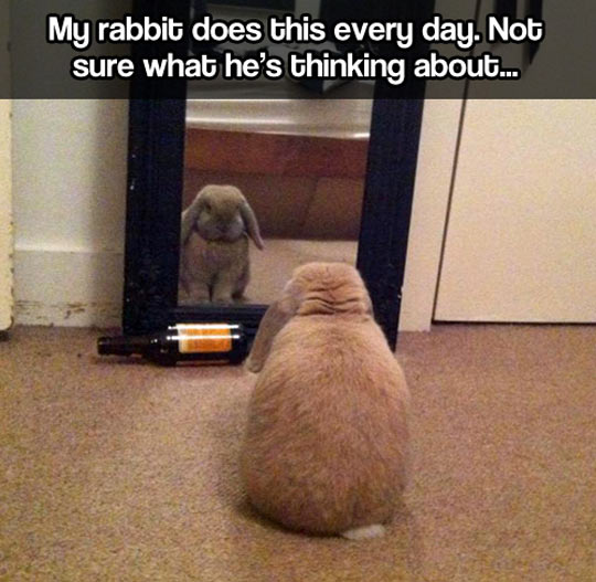 Introspective bunny…