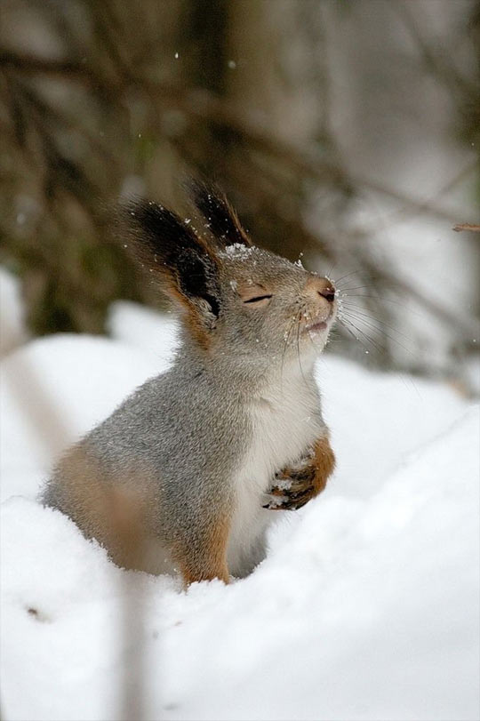 funny-squirrel-dramatic-snow