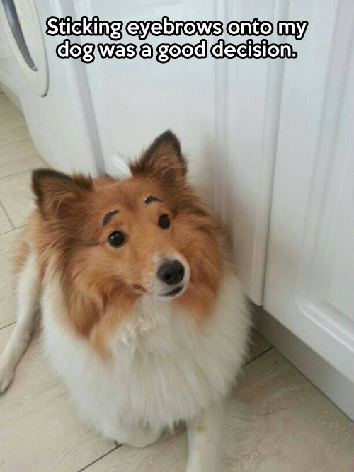 funny-sticking-eyebrows-dog
