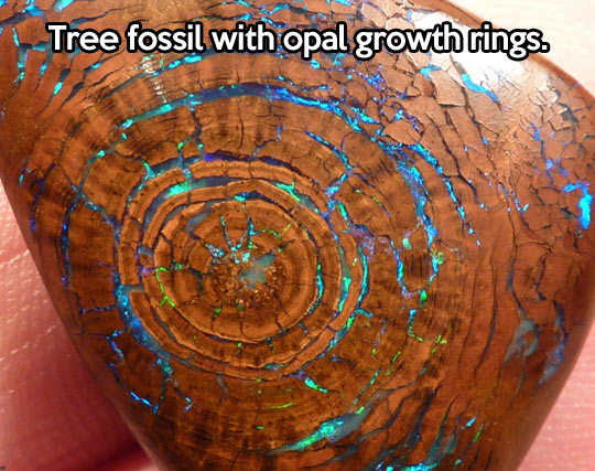 Amazing tree fossil…