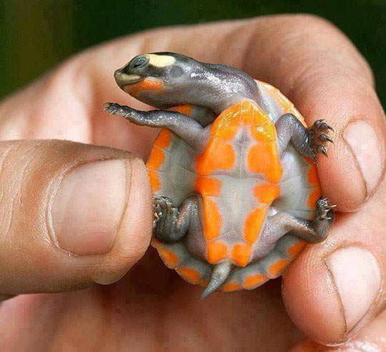Just a beautiful orange baby turtle…