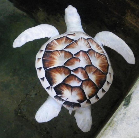 Albino sea turtle…