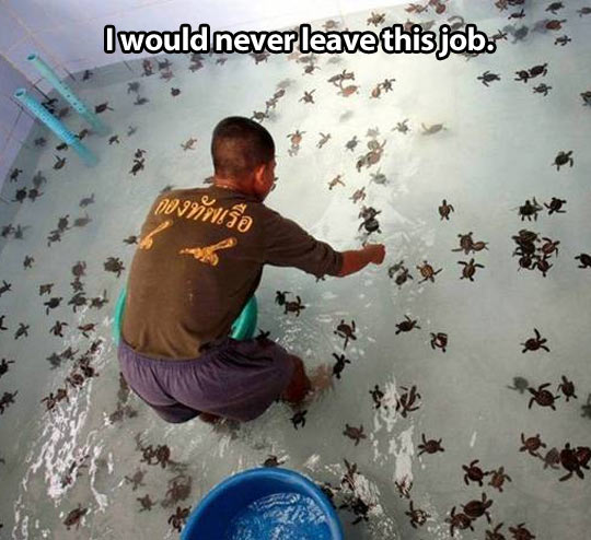 funny-turtles-pool-man-job