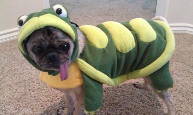 Hey, Pug! What Are You Doing There (13 pics)2