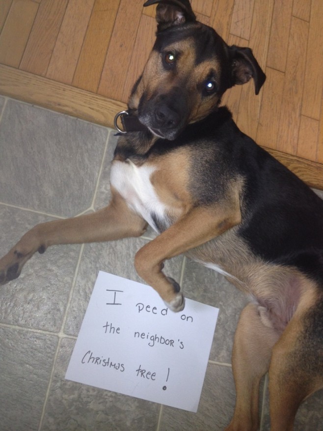 The Best of Dog Shaming – Christmas (21 pics)15