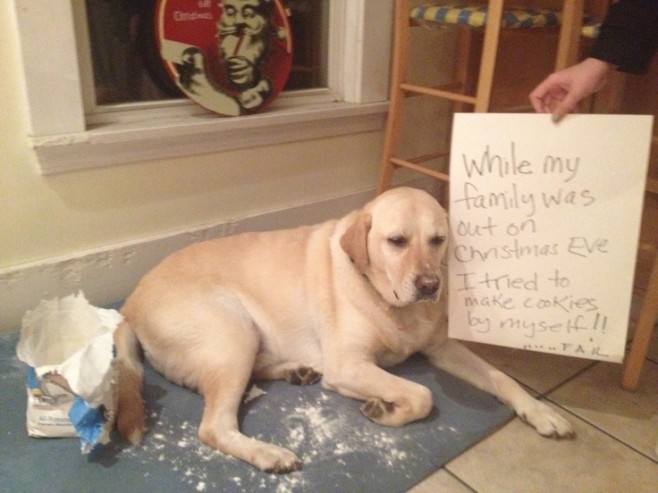 The Best of Dog Shaming – Christmas (21 pics)19