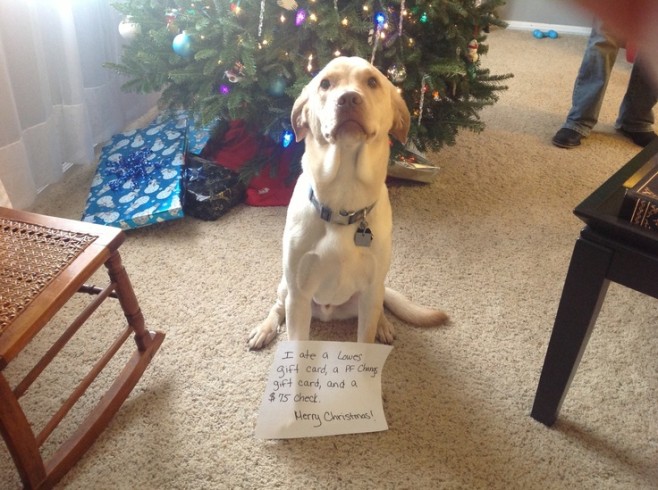The Best of Dog Shaming – Christmas (21 pics)20