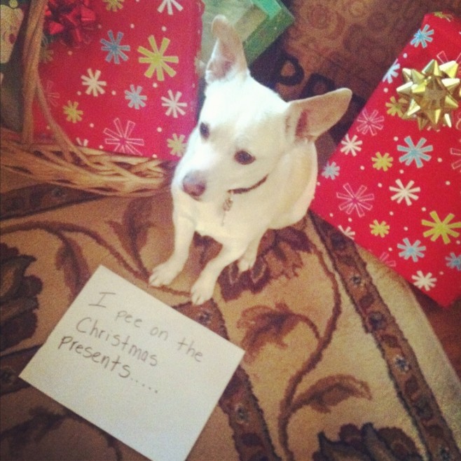The Best of Dog Shaming – Christmas (21 pics)3