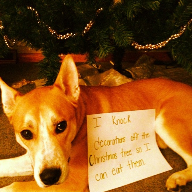 The Best of Dog Shaming – Christmas (21 pics)4