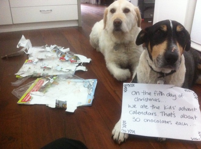 The Best of Dog Shaming – Christmas (21 pics)5