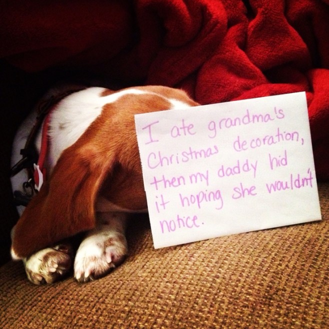 The Best of Dog Shaming – Christmas (21 pics)7