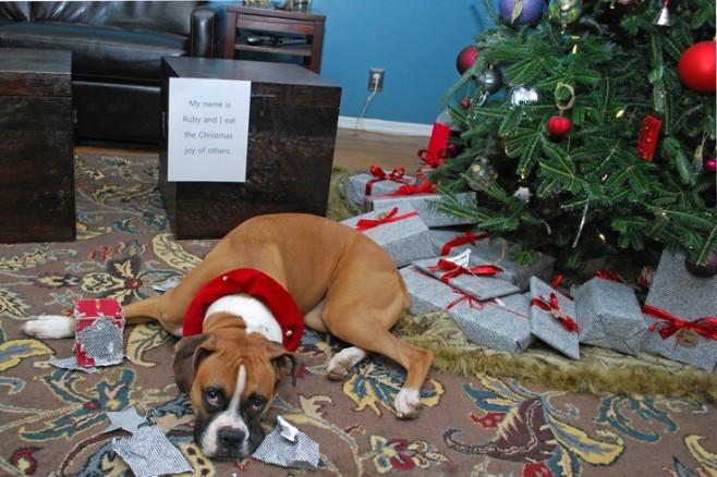 The Best of Dog Shaming – Christmas (21 pics)9
