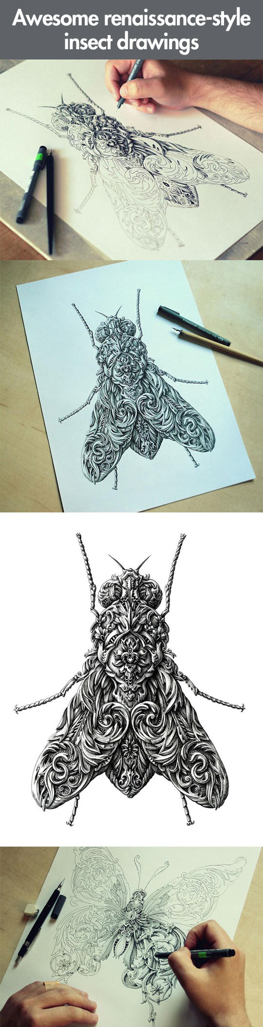 Renaissance-style insect drawings...