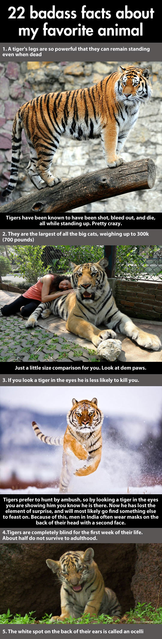 Badass facts about a tiger...
