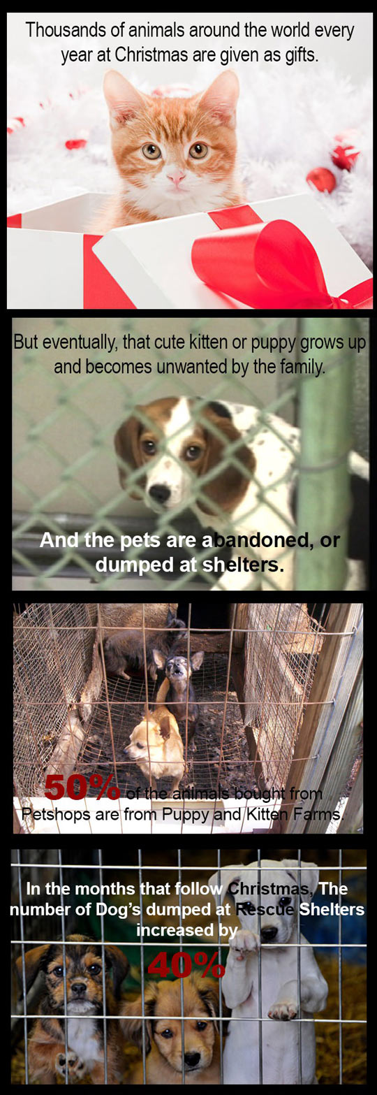 cute-Christmas-kitten-rescue-cat-dog