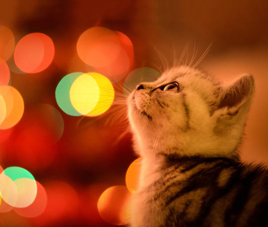 cute-little-cat-Christmas-lights