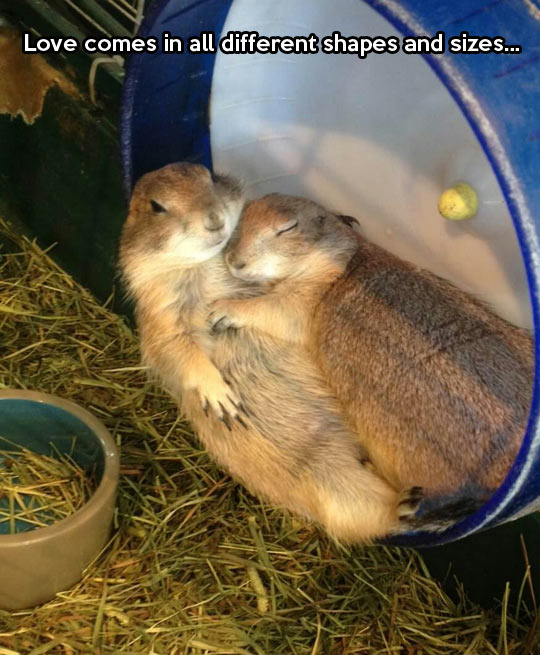 The cutest couple ever…