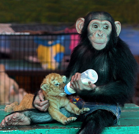 Chimpanzee delightfully feeds a tiger cub…