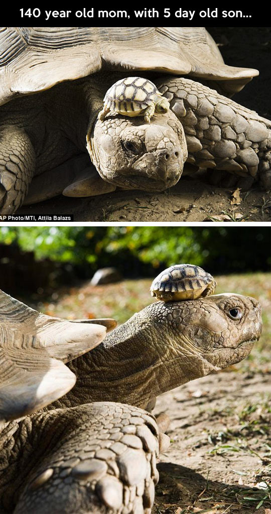cute-tortoise-old-son-little