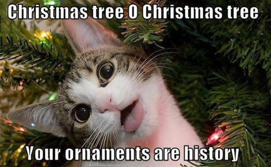 Cats at Christmas time, it’s a tradition…