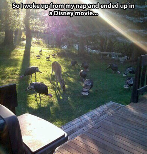 funny-animals-deer-Disney-movie