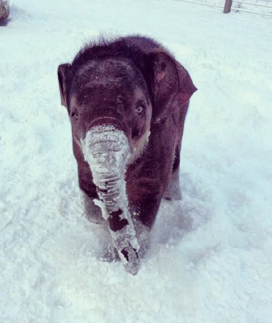Baby elephant in the snow…