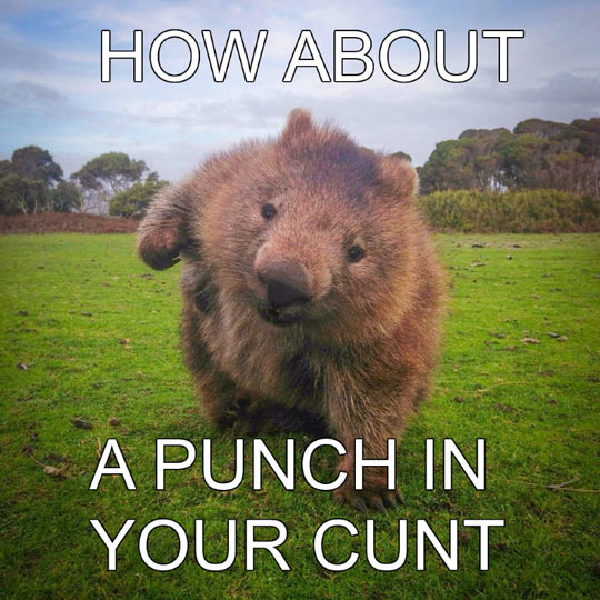 funny-beaver-stare-violent-fur-grass