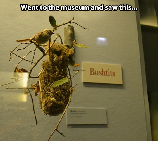 funny-bird-tree-nest-museum