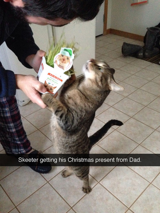 funny-cat-Catnip-Christmas-present