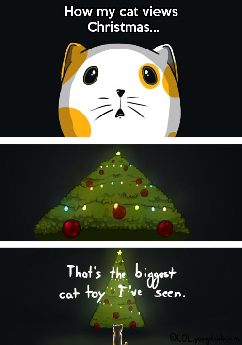 Why cats attack Christmas trees…
