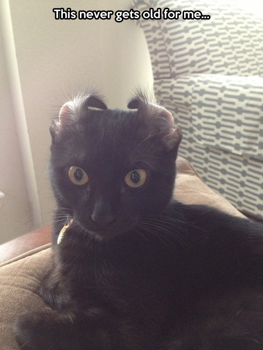 funny-cat-ears-back-face
