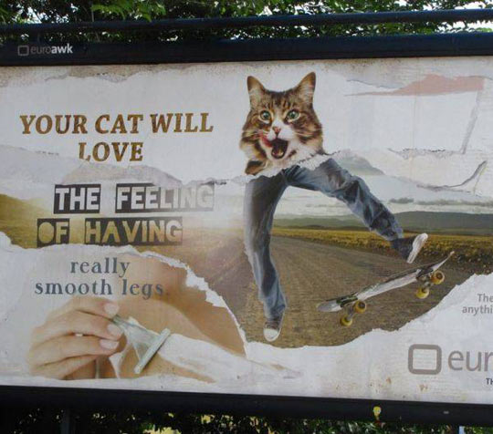 Your cat will love…