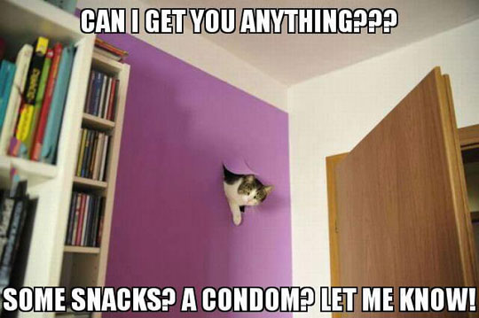 funny-cat-peeking-hole-wall-room