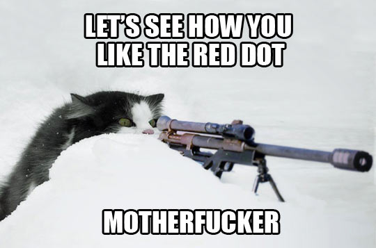 Sniper cat…
