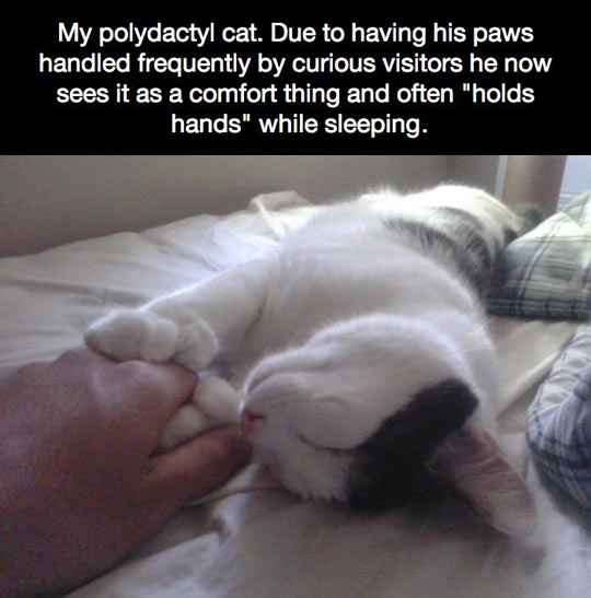 My polydactyl cat…