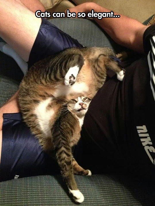 funny-cat-posing-weird-face