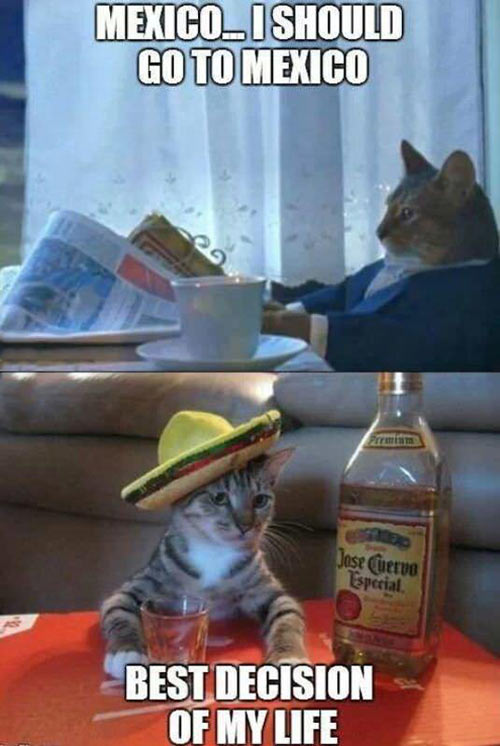 funny-cat-suit-newspaper-Mexican-hat-tequila
