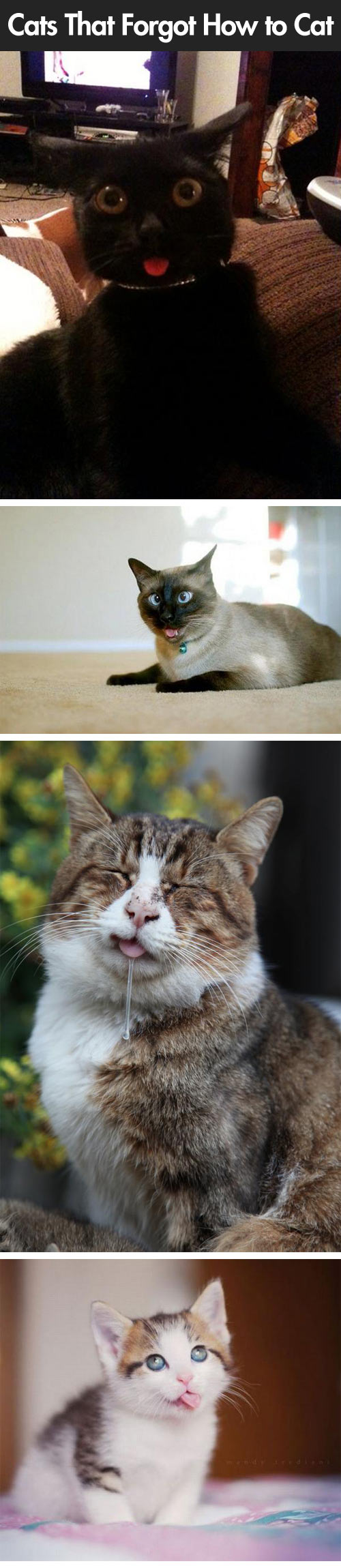 funny-cats-forgot-tongue-out
