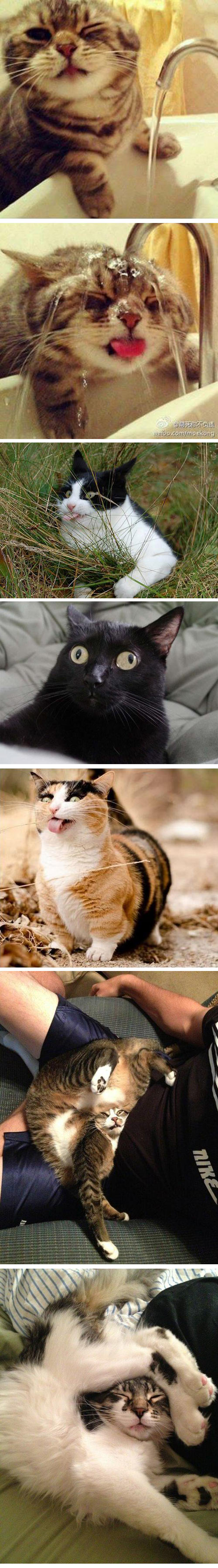 funny-cats-forgot-water-tongue