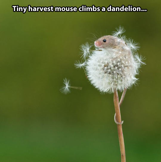 The mouse and the dandelion…