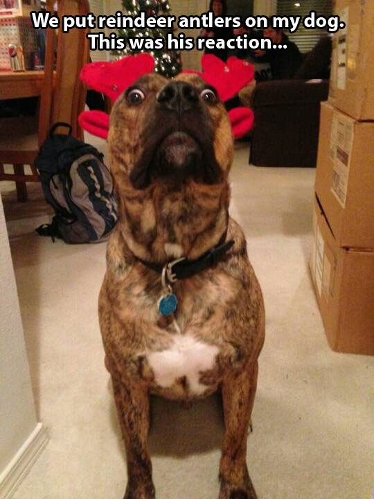 funny-dog-antlers-reaction-surprise-Christmas