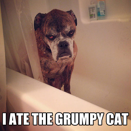 funny-dog-bath-shower-grumpy