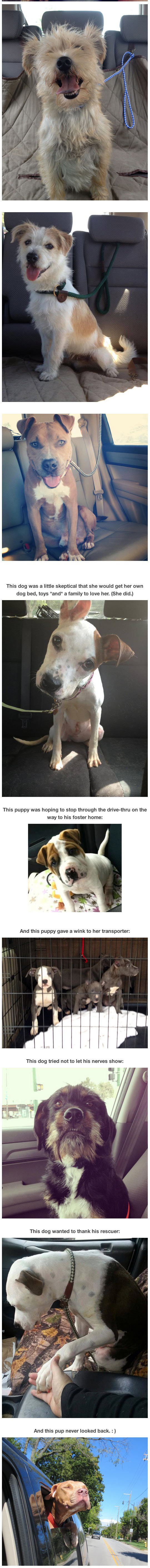 funny-dog-car-shelter-seat-home-rescue-cute